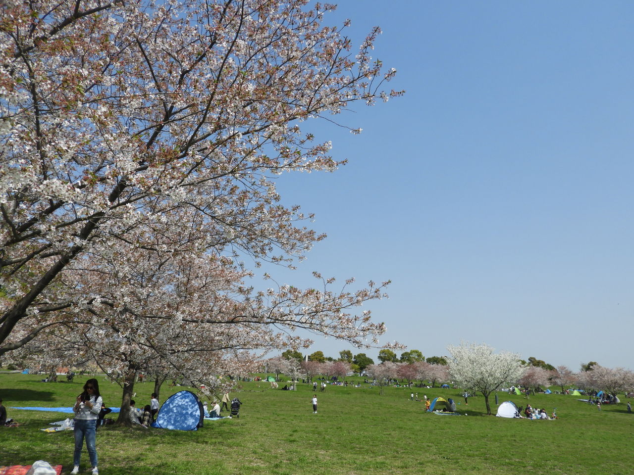 ミニウォーク 舎人公園の花見 団塊綾瀬ネットワーク だんだん ミニウォーク 舎人公園の花見 団塊綾瀬ネットワーク だんだん