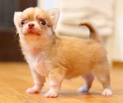 ロングコートチワワ チョコフォーンの女の子 チワワ専門犬舎 ディアレストエンジェル子犬の紹介