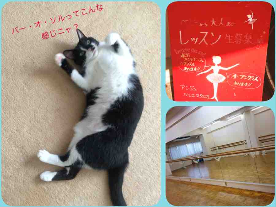 新しく始めました : Vocalist 柚希