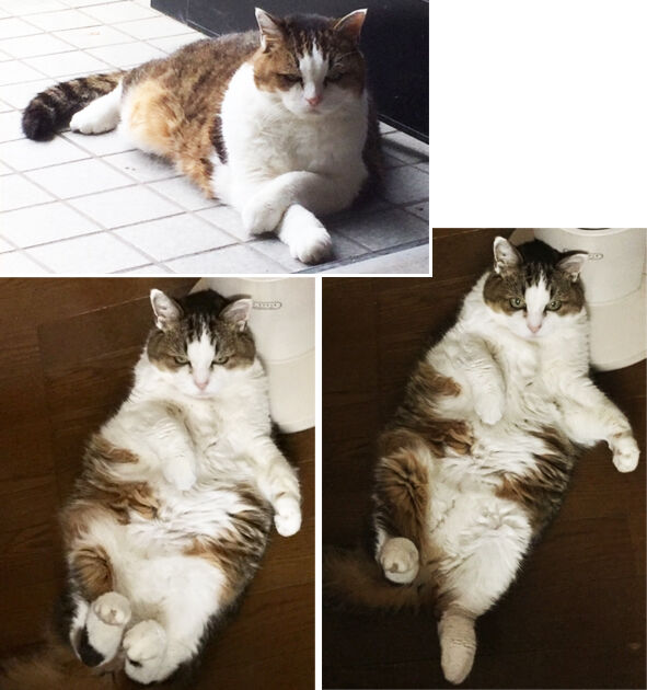 ��������