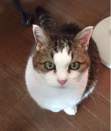 ����ˤ���