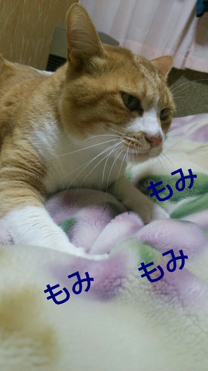 今日の一枚 毛布の上でもみもみ でぶ猫とやんちゃ犬とキルトの楽しい日々 今日の一枚 毛布の上でもみもみ でぶ猫とやんちゃ犬とキルトの楽しい日々