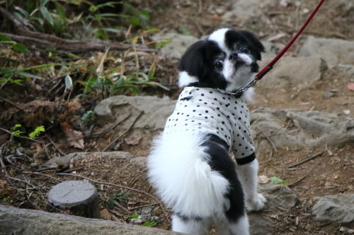 狆犬わかと熟男のHAPPY LIFE : 自然