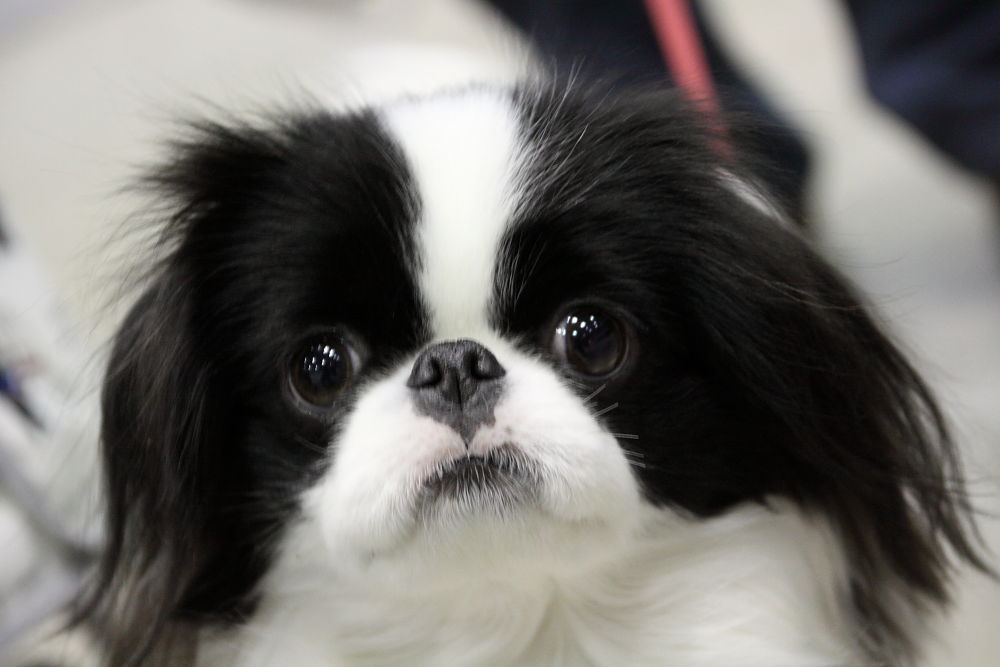 狆犬わかと熟男のHAPPY LIFE : 2狆目