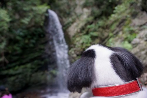 狆犬わかと熟男のHAPPY LIFE : 自然