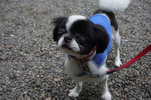 狆犬わかと熟男のHAPPY LIFE : 自然