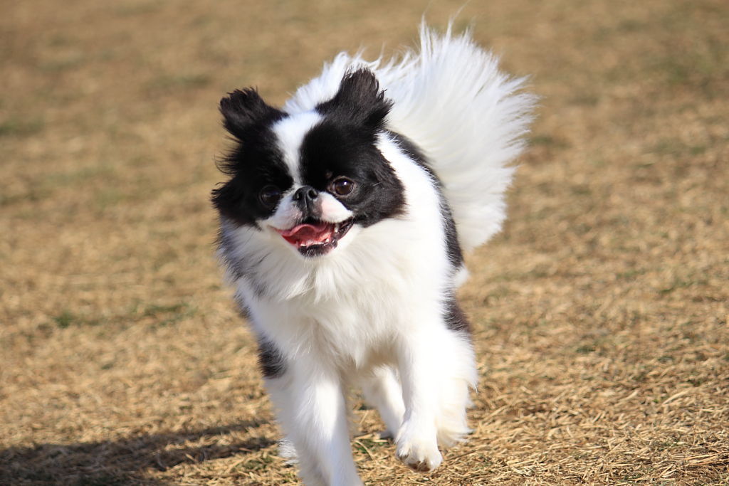 狆犬わかと熟男のHAPPY LIFE : 2狆目