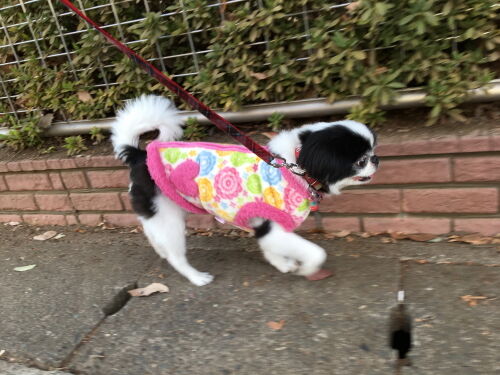 散歩 狆犬わかと熟男のhappy Life 散歩 狆犬わかと熟男のhappy Life