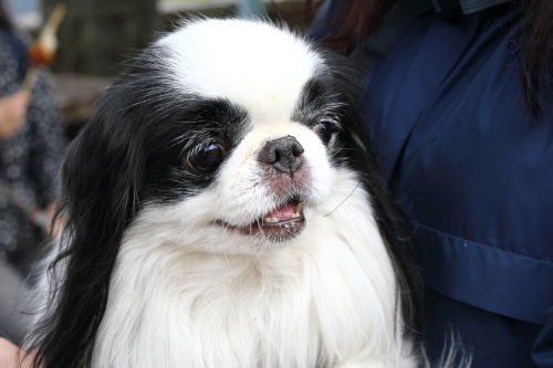 狆犬わかと熟男のHAPPY LIFE : 自然