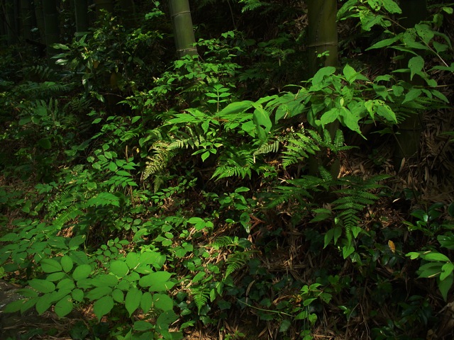 DSC-F77ñ󥺤μϤϡw