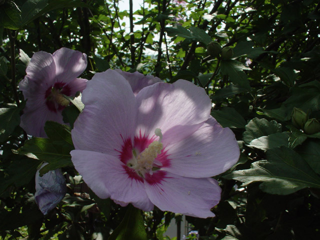 DSC00316