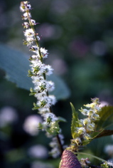 �����Υߡʽ�����