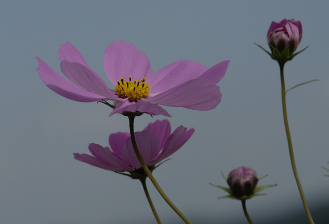 ̴��ʿ�����⥹�����å��󥰡����Σ�