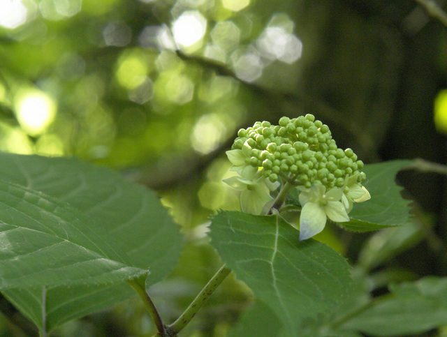 ���λ��⥳����3�����ɥ٥���㡼������