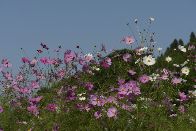 ̴��ʿ�����⥹�����å��󥰡����Σ�