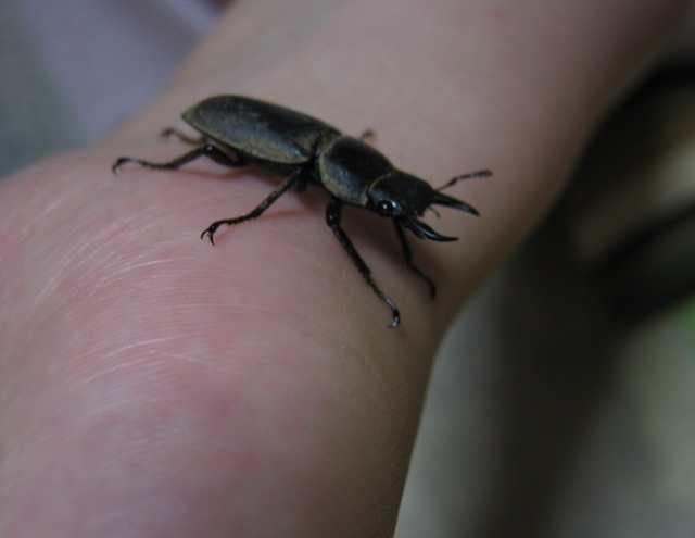 Stranger in The Night !