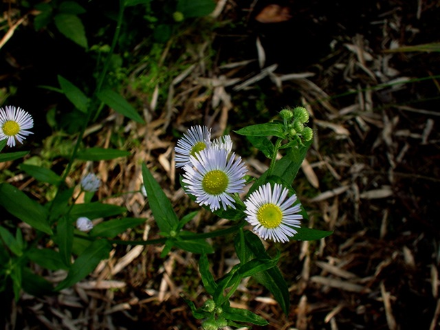 DSC00013