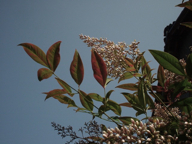 DSC00042
