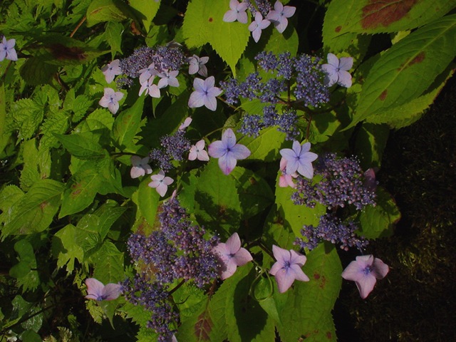 DSC00020