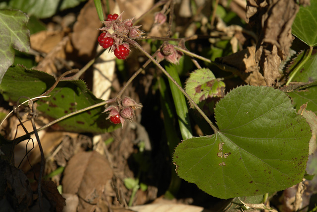 ���ߤΥ���������