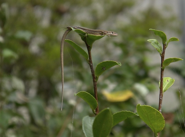 ���ʥإӤ��뿲