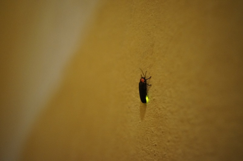 ���󥸥ܥ��뤬��������