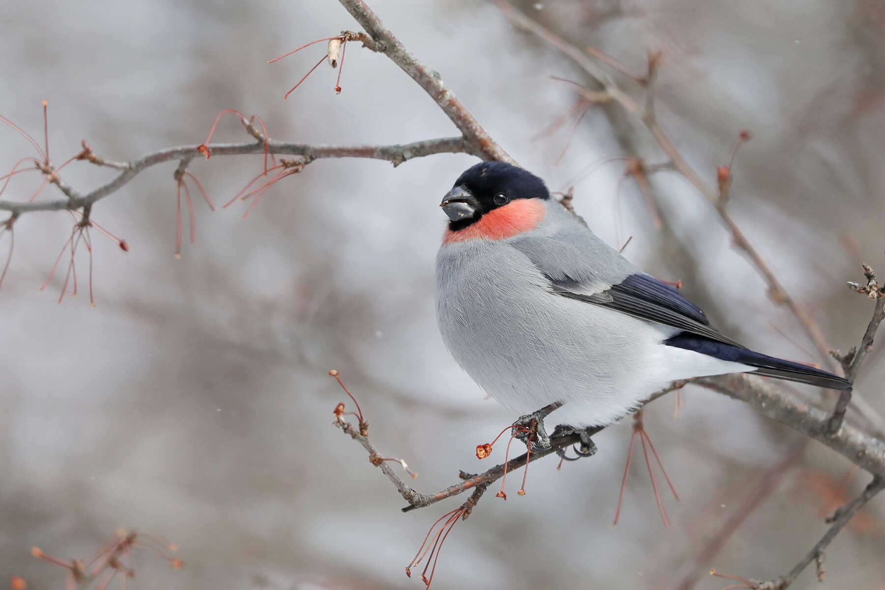 ウソ アカウソ オーストンヤマガラ Momoの野鳥と自然 ウソ アカウソ オーストンヤマガラ Momoの野鳥と自然