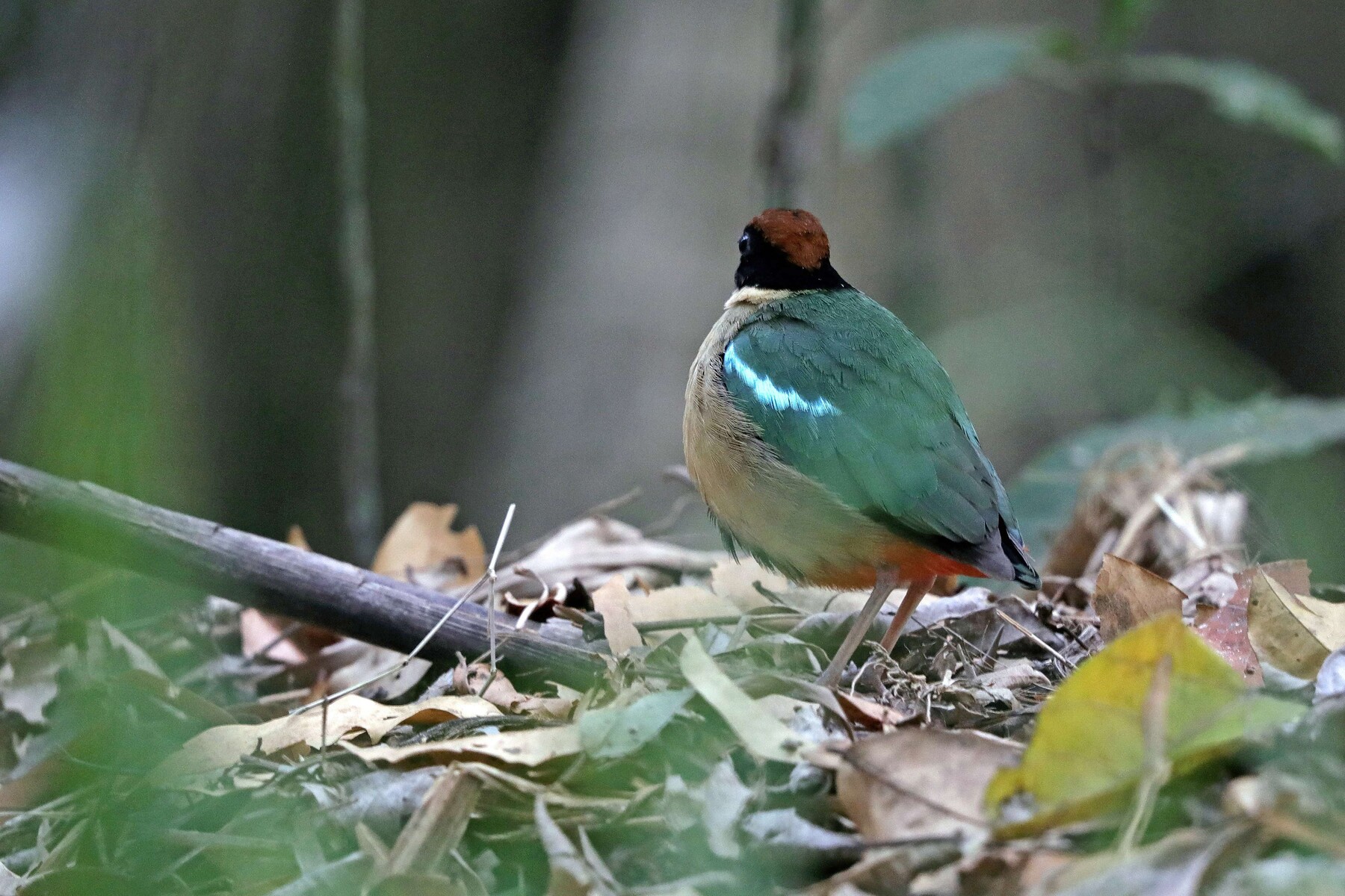 ノドグロヤイロチョウ オーストラリア 19 11 24 Momoの野鳥と自然 ノドグロヤイロチョウ オーストラリア 19 11 24 Momoの野鳥と自然