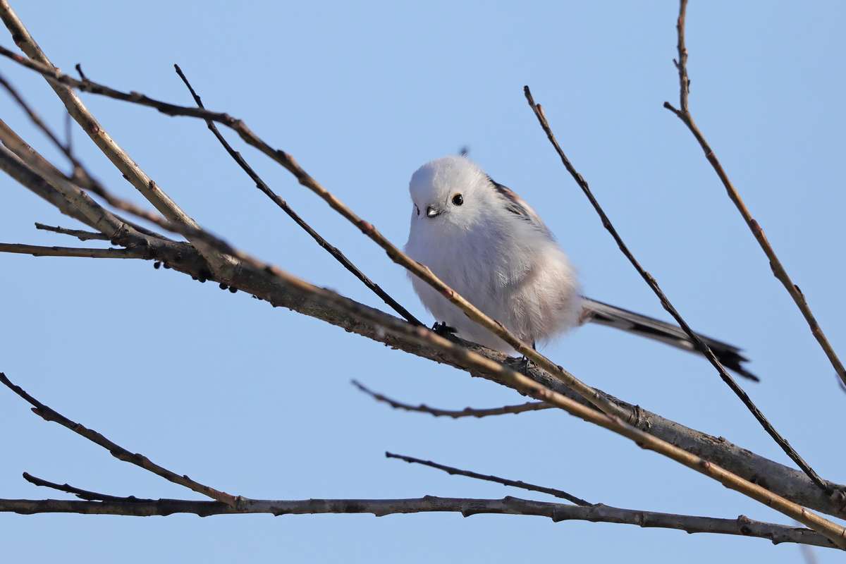 シマエナガ 宮城 No 1 18 12 31 Momoの野鳥と自然