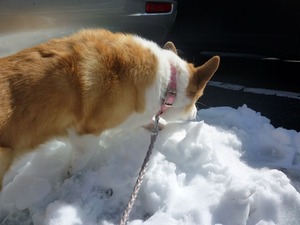 残雪