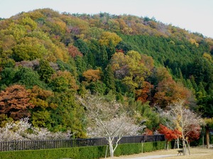 桜と紅葉1
