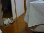 家の中で11