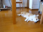 家に中で16