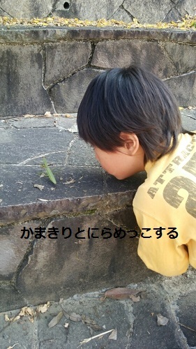 かまきり