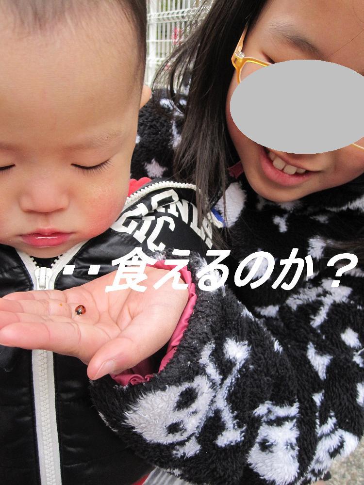 てんとうむしみっけ２