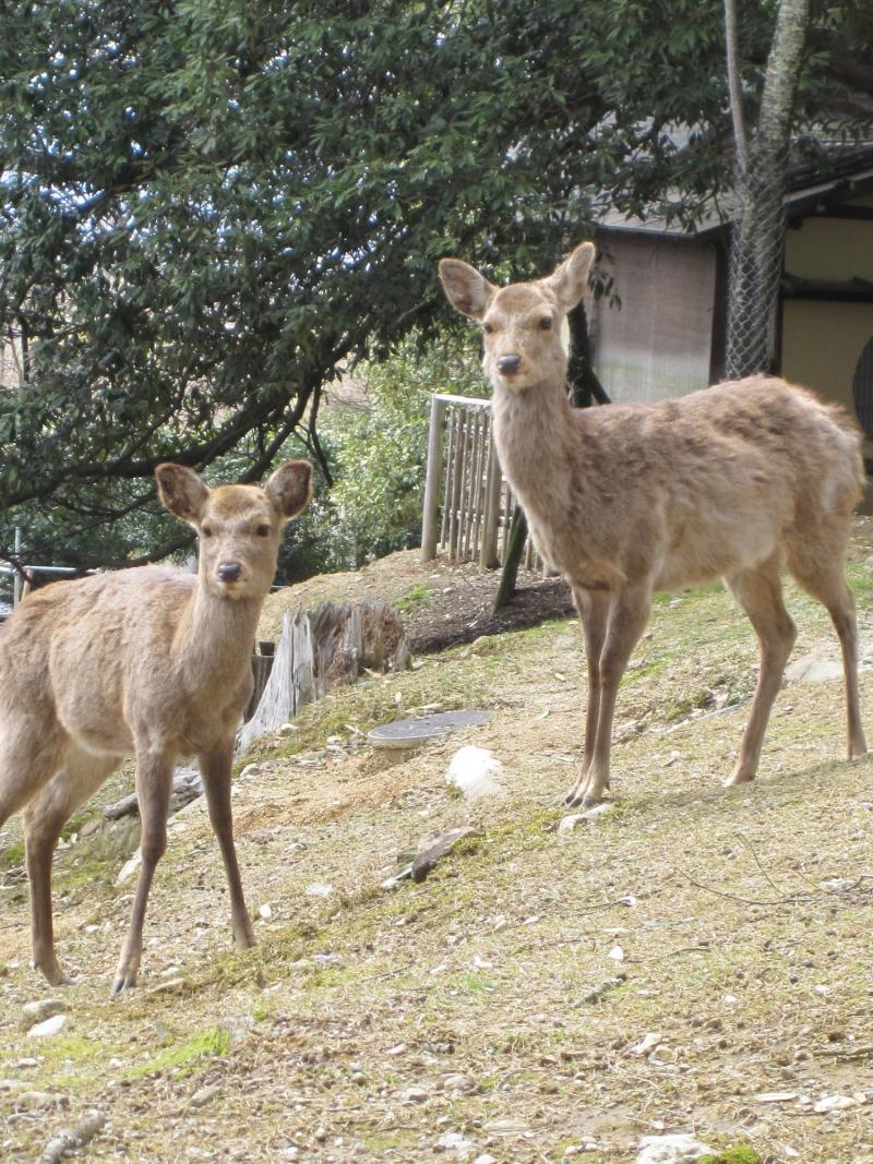 decoの小さな台所。-ぶるぶる花見１１