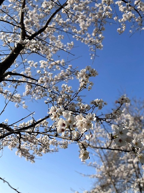 桜2