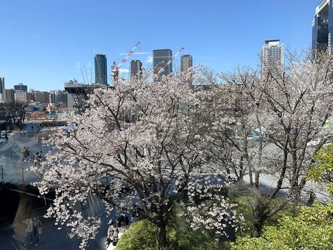 桜