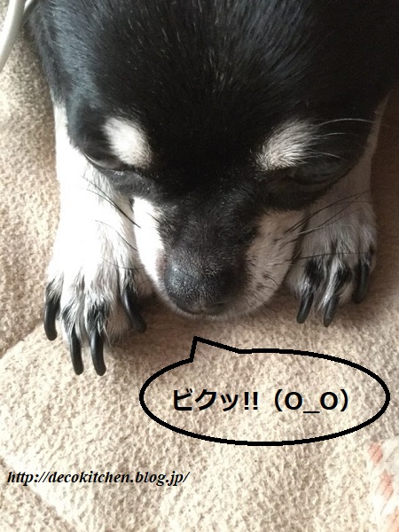 爪切ろうか2