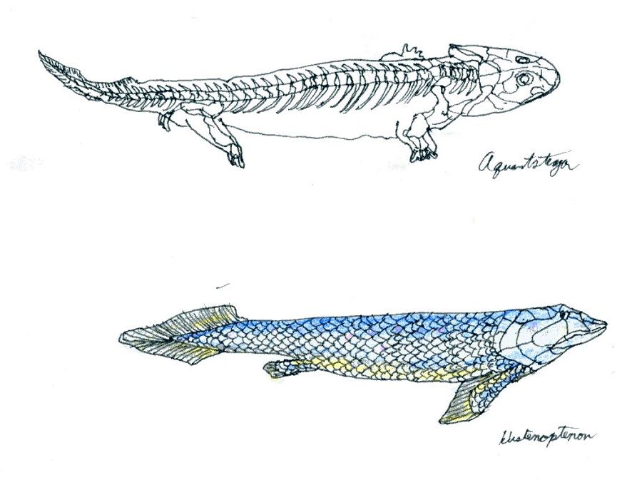 古代魚が好き ダンクルオステウス Officine Ideaの編集部屋 お金なんてかけなくても楽しめる