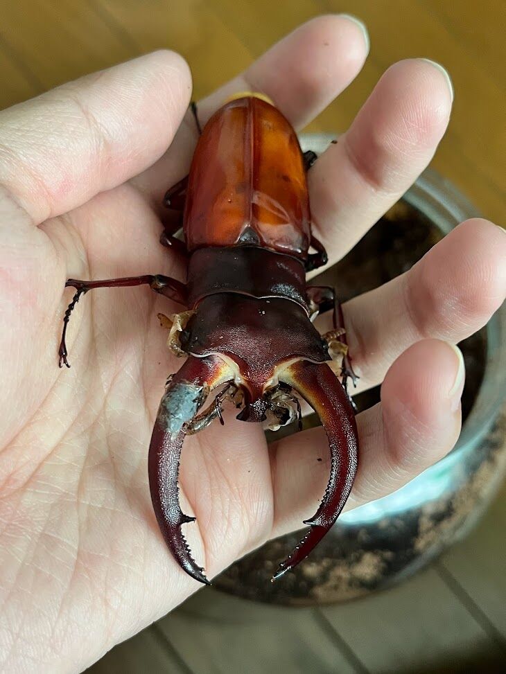 リノケロスフタマタクワガタ ♂94ミリ♀45ミリ・(スマトラ)昆虫卸問屋