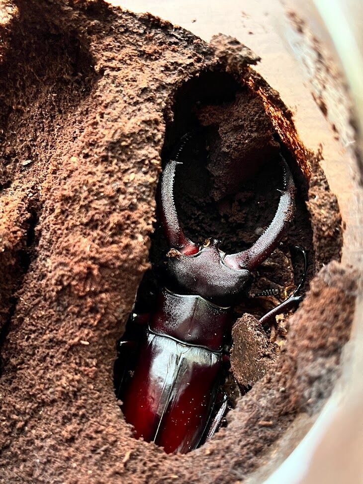 リノケロスフタマタクワガタ(スマトラ) 飼育記 : ででんね's Labo