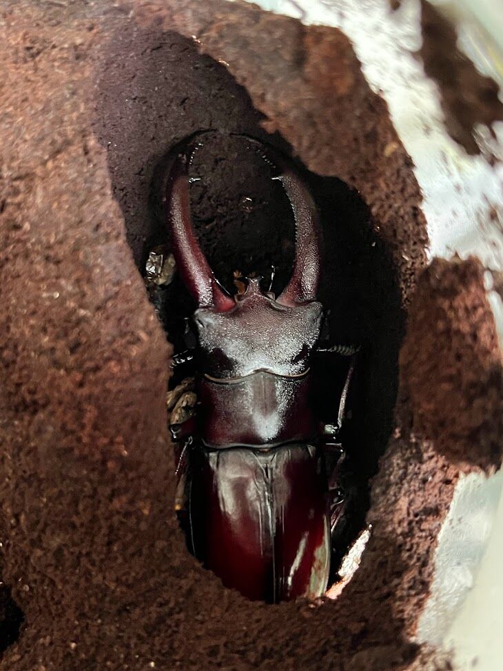 リノケロスフタマタクワガタ(スマトラ) 飼育記 : ででんね's Labo