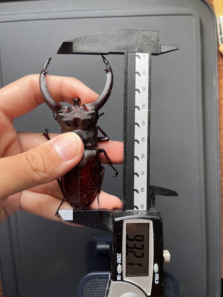 リノケロスフタマタクワガタ(スマトラ) 飼育記 : ででんね's Labo