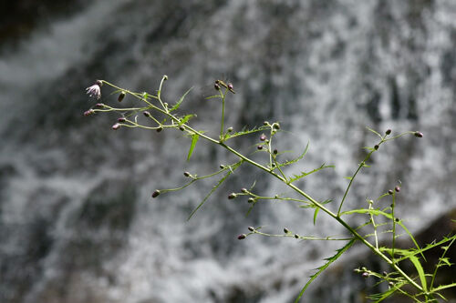IMG_E0527