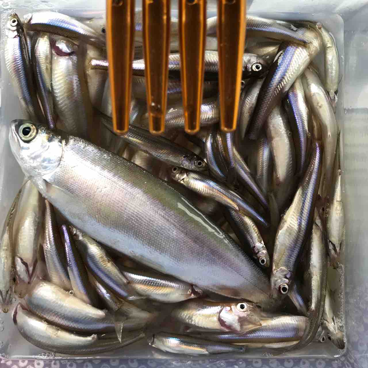 ワカサギ釣り Sureshot