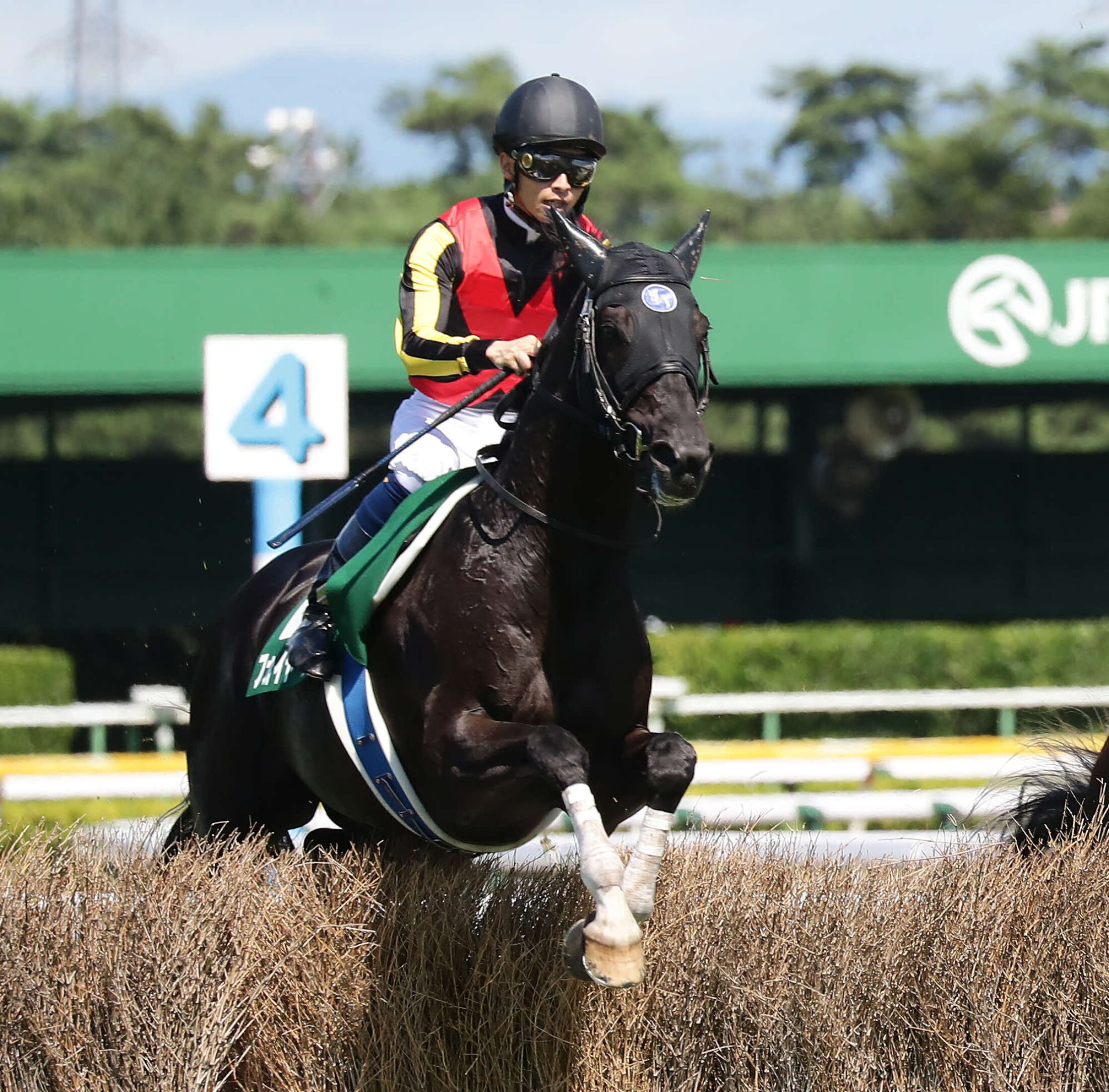 Niigata_Jump_Stakes_2020