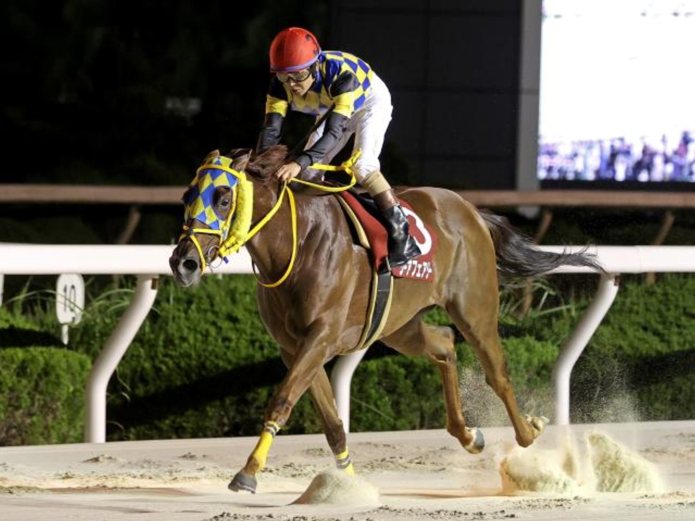 Hyogo_Summer_Queen_sho_2021