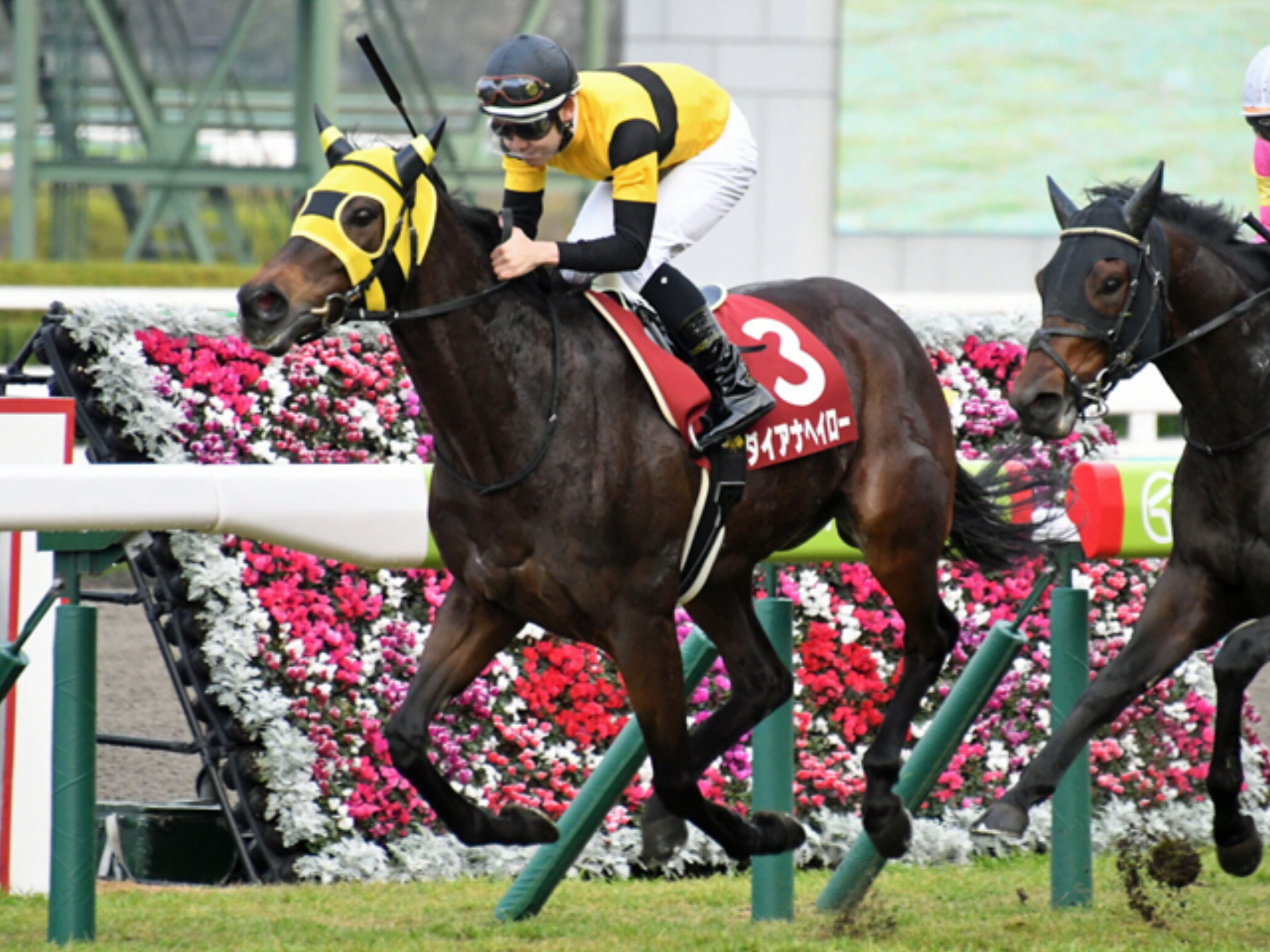 Yuji_Hishida_with_Diana_Halo