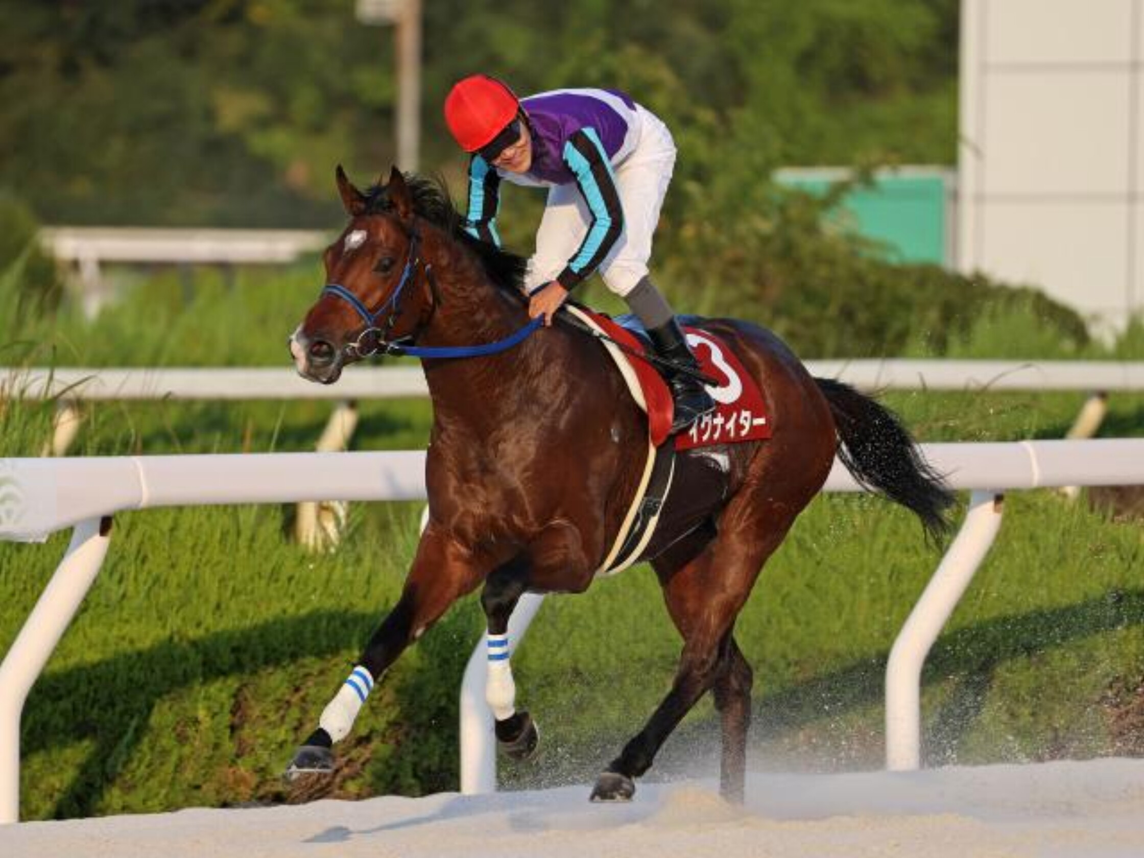 地方競馬レース結果 Youtube